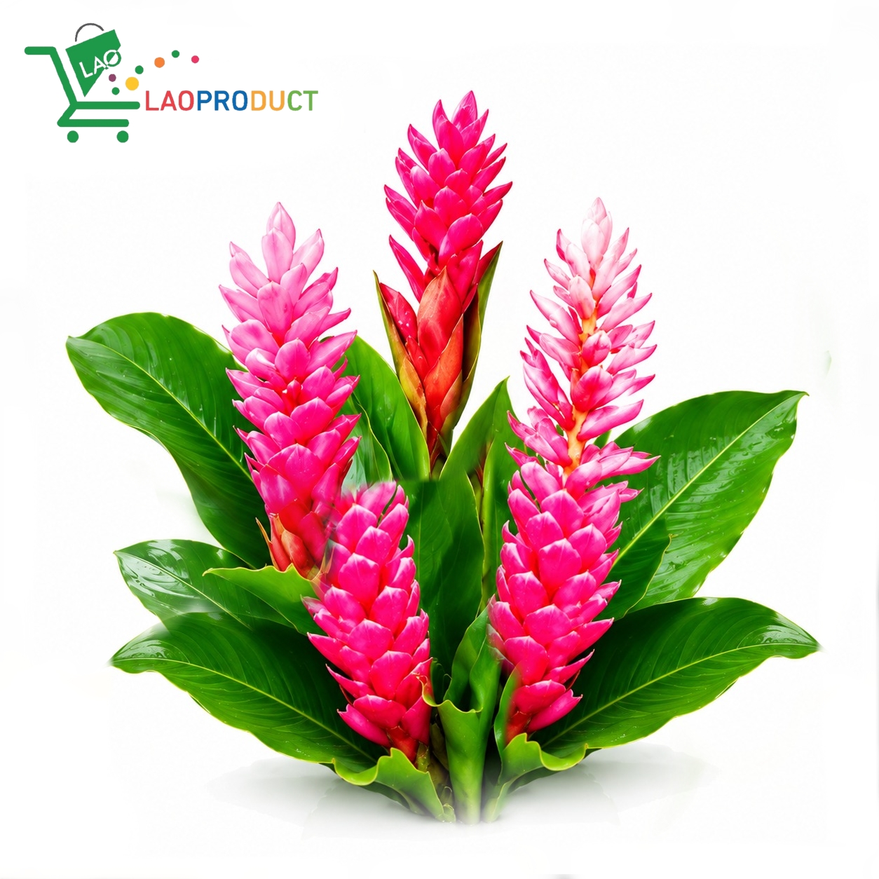 Red Ginger